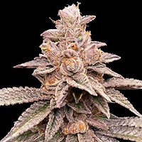 Banana Latte Feminised Seeds - 5