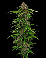 Squirt Auto Feminised Seeds