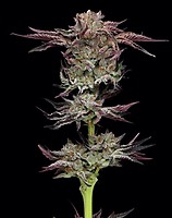 Jelly Donutz Feminised Seeds
