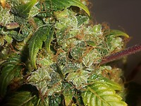 OG Kush Feminised Seeds - BULK x 25