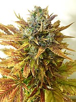 Sour Diesel Feminised Seeds - BULK x 25