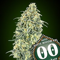 White Widow XXL Auto Feminised Seeds