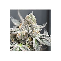 Radical Juice Auto Feminised Seeds