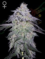 Nori Cake Feminised Seeds