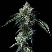 Challah Bread Feminised Seeds