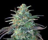 Eggnog OG Feminised Seeds - 5