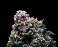 Tropical Cooler Feminised Seeds