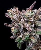 Iced Sangria Feminised Seeds