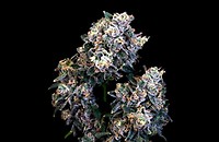 Super Sour Runtz Feminised Seeds