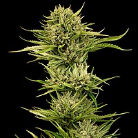 Blueberry Pie F1 Fast Feminised Seeds