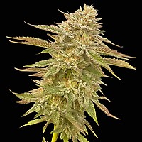 Pineapple OG Feminised Seeds