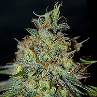 Picante Feminised Seeds