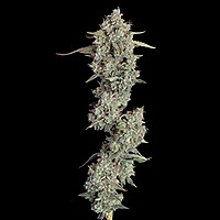 Pineapple Diesel Auto Feminised Seeds