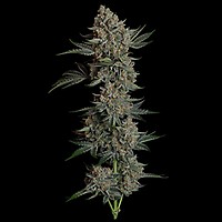 Gelato 41 BX Auto Feminised Seeds