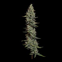 Wedding Cake Auto Feminised Seeds
