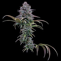 Grimm Glue Feminised Seeds