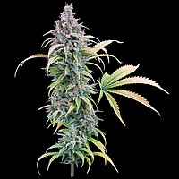 Thai Herer 99 Feminised Seeds