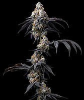 Rainbow Sherbet Feminised Seeds