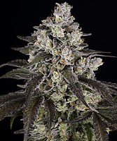 Trainwreck Feminised Seeds
