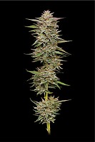 Banana OG Auto Feminised Seeds