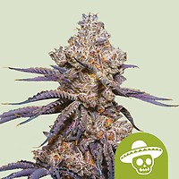 Mexican Rush Auto Feminised Seeds