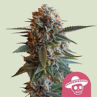 Mexican Rush Feminised Seeds