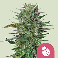 Do-Si-Dos Feminised Seeds