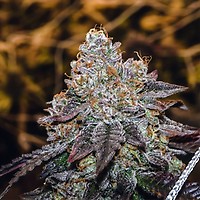 Sunset Sherbet Feminised Seeds - BULK x 25