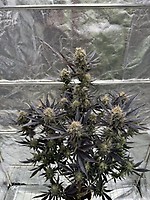 Guava RF3 Auto Feminised Seeds