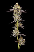 Hyper Za Feminised Seeds