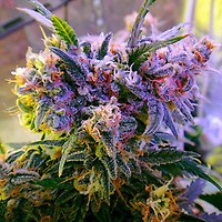 Aurora Indica Feminised Seeds - 5