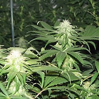 Blackberry Feminised Seeds - 5
