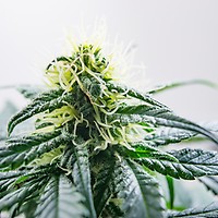 Jack Herer Auto Feminised Seeds - BULK x 100