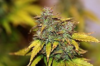 Tiger-One Kush CBD 1:1 Auto Feminised Seeds - BULK x 100