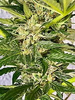 Zkittlez FAST Feminised Seeds - BULK x 100