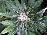 Skywalker Feminised Seeds - BULK x 100