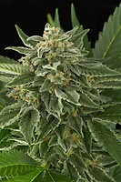Moby Dick Auto Feminised Seeds - BULK x 100