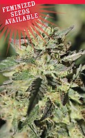 Early Girl OG Hybrid Feminised Seeds - 10