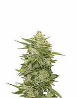 GG-48 Feminised Seeds - 5