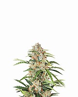 Orange Bud Auto Feminised Seeds - 5