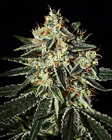 Cheese Feminised Seeds