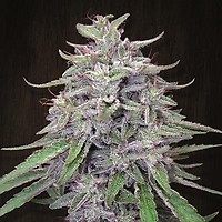 Bangi Haze Regular Seeds