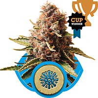 Euphoria CBD Feminised Seeds