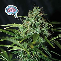 Amnesia Regular Seeds