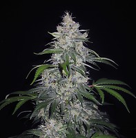 Fantasmo Express Auto Feminised Seeds
