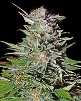 Super Lemon Haze Auto Feminised Seeds