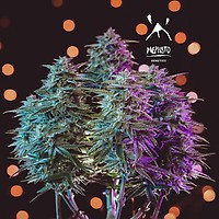 Sour Stomper Auto Feminised Seeds