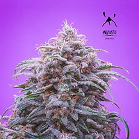 Double Grape Auto Feminised Seeds