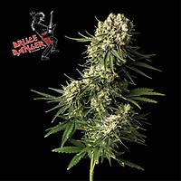 Bruce Banger Feminised Seeds