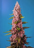 Red Hot Cookies Feminised Seeds